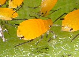 Oleander Aphid
